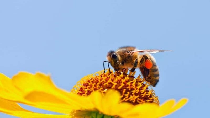 abejas recolectando nectar 1