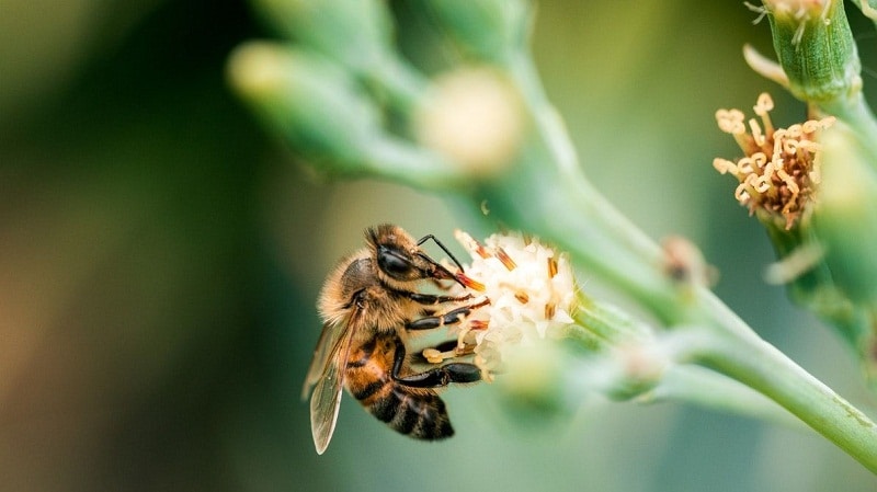 abejas recolectando nectar