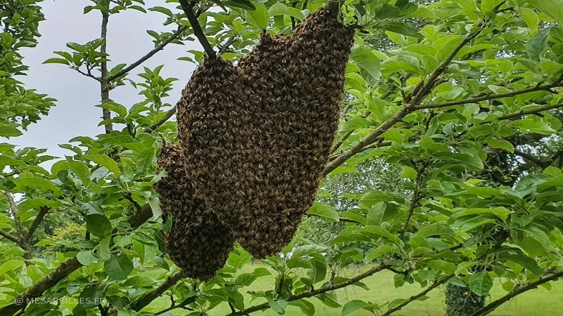 abejas son amenaza