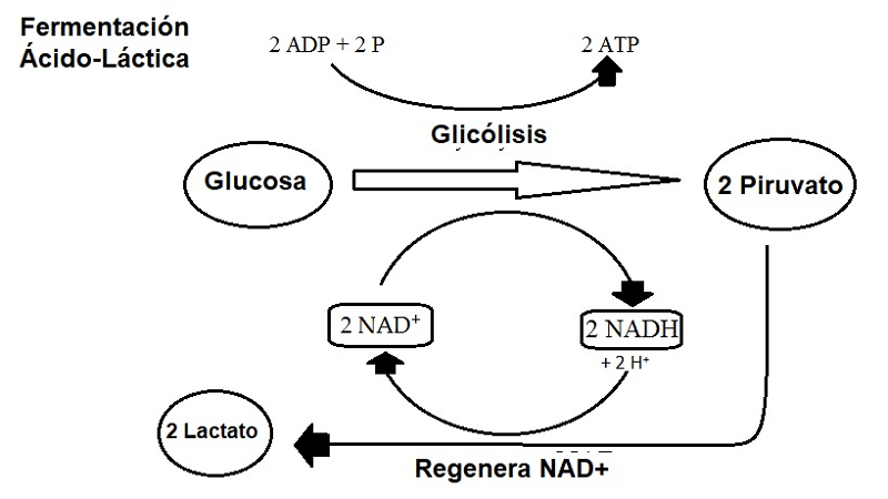 acido 2