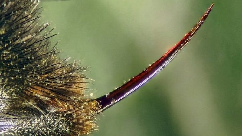 aguijon de la abejas