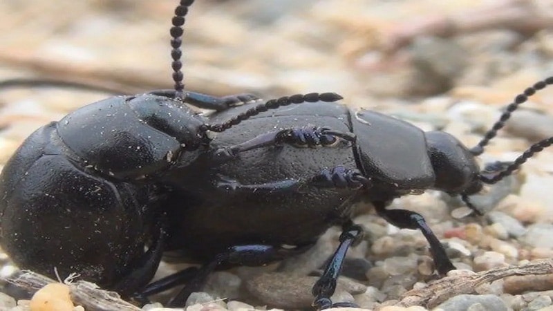 apareamiento de los escarabajos