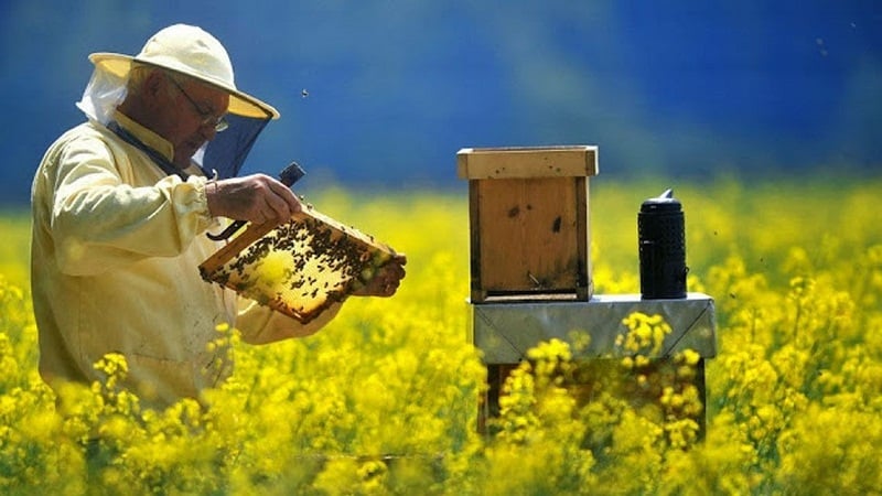 apicultura futuro abeja