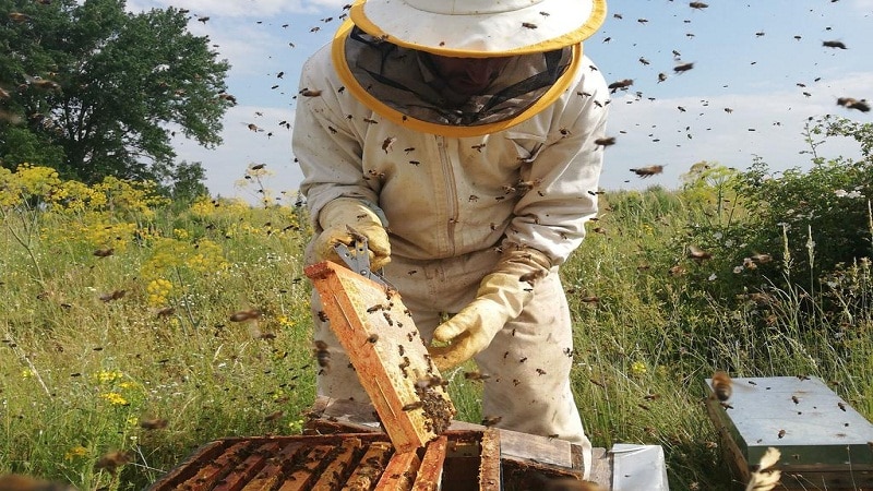 apicultura futuro de abeja