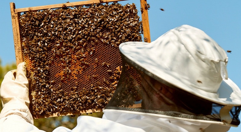 apicultura futuro de abejas