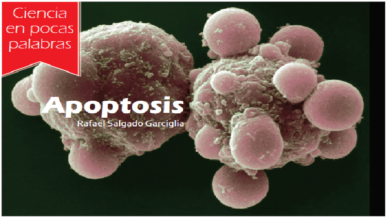 apoptosis1