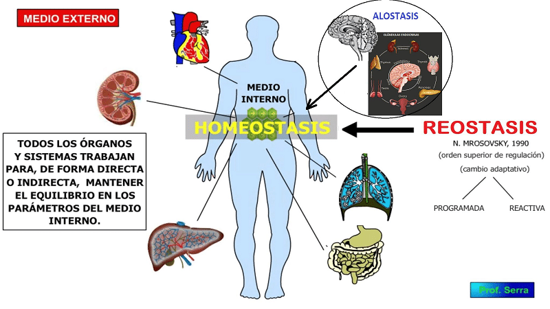 apoptosis2