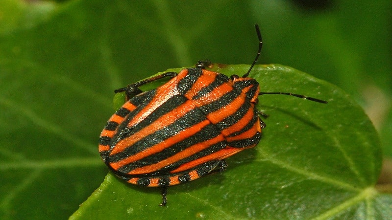 aposematismo en los insectos