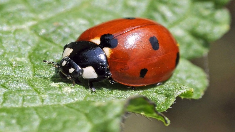 aposematismo en los insectos 1