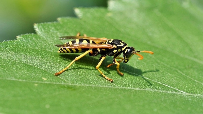 aposematismo en los insectos