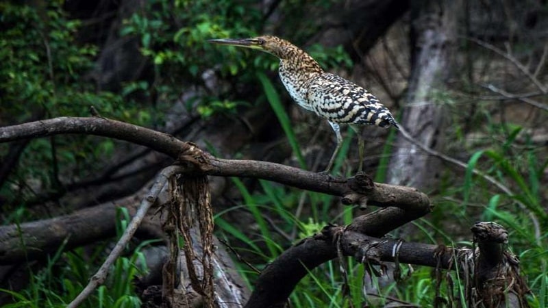 aves de la selva