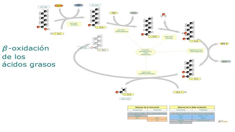 beta oxidacion 1