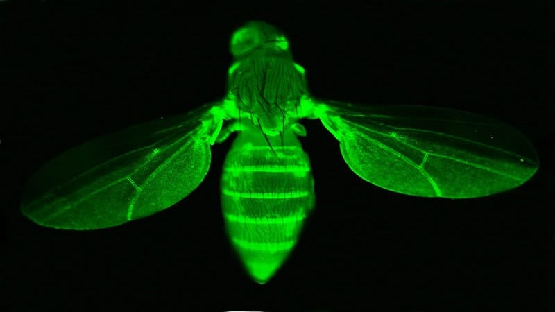 bioluminiscencia en insectos