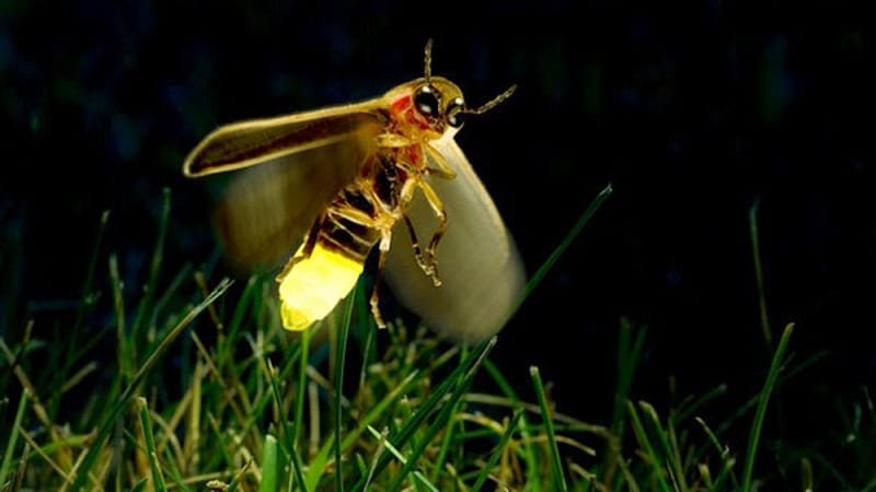 bioluminiscencia en los insectos