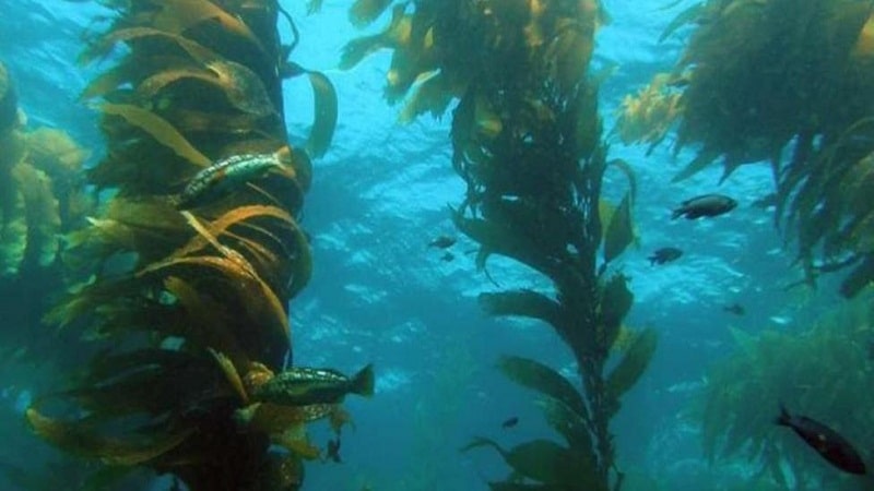 bosques de kelp