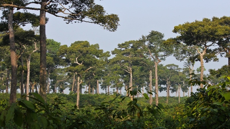 bosques regenerados