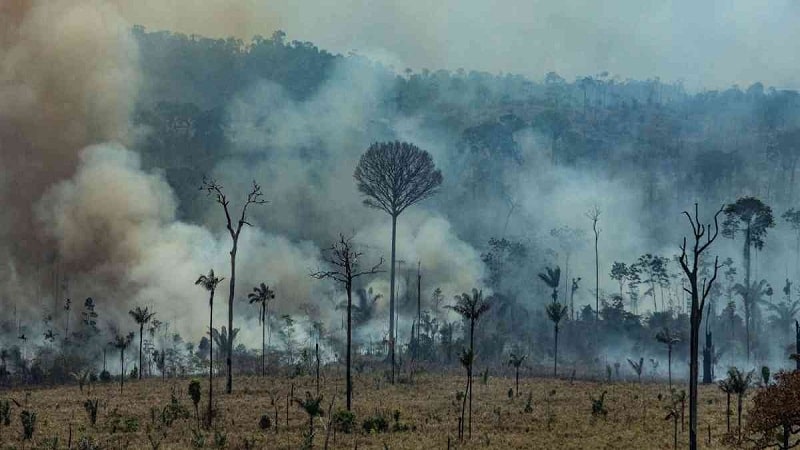 bosques tropicales cambio climatico