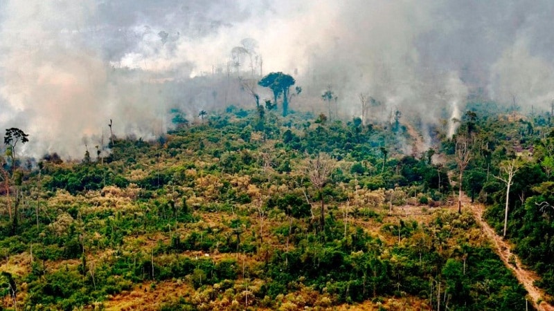 bosques tropicales