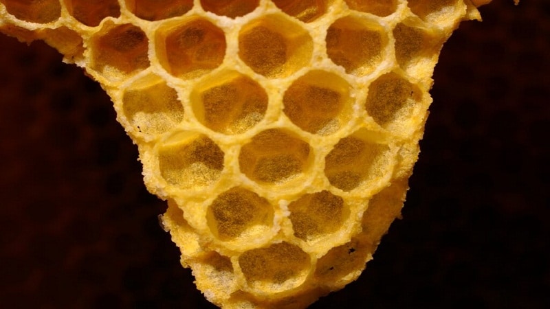 cera de abejas