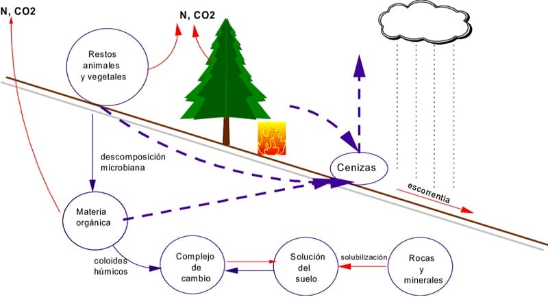 ciclo de los nutriente