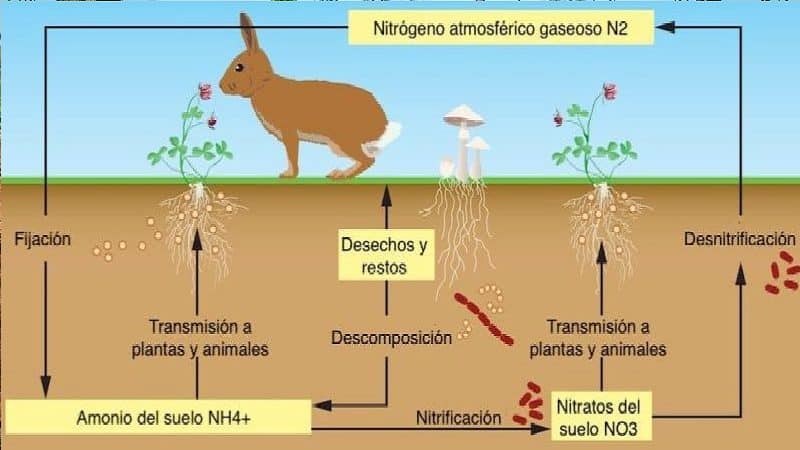 ciclo1