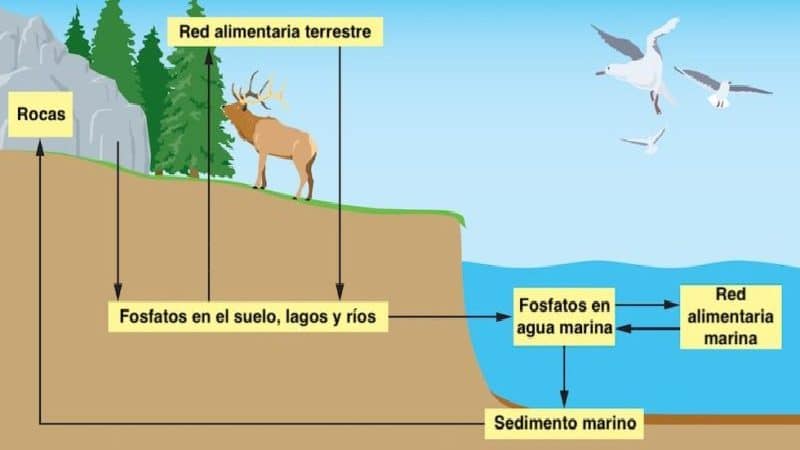 ciclo2