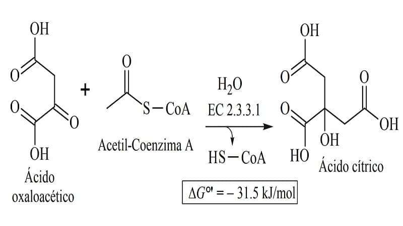 citrato sintasa