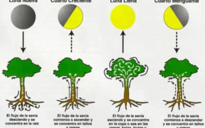 como afecta la luz de la luna al comportamiento de los insectos influencia lunar