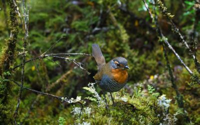 como afectan las especies migratorias a los ecosistemas los viajeros del reino animal