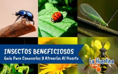 como contribuyen los insectos a la polinizacion ayudantes alados