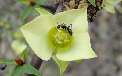 como defienden sus colonias los insectos estrategias de guerra minusculas