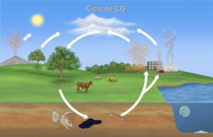 como estan siendo afectados los ciclos de vida de las especies en el artico por los cambios climaticos