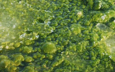 como las algas pueden vivir en el agua 1