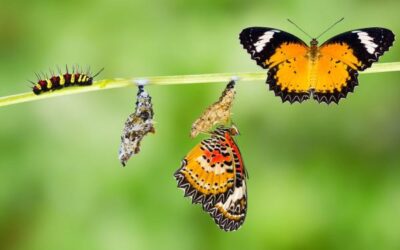 como las mariposas evitan a los depredadores la danza de la supervivencia