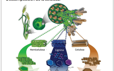 como los hongos pueden descomponer la materia organica 1