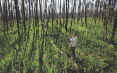 como los incendios forestales pueden ser beneficiosos para algunos ecosistemas el renacimiento del fuego