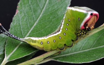 como los insectos se defienden de los depredadores estrategias de supervivencia