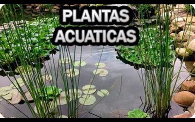 como pueden las plantas acuaticas vivir bajo el agua