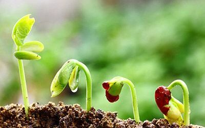 como pueden las plantas crecer en suelos pobres
