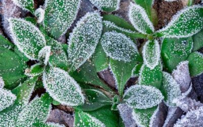 como pueden las plantas sobrevivir en ambientes extremadamente frios o calurosos
