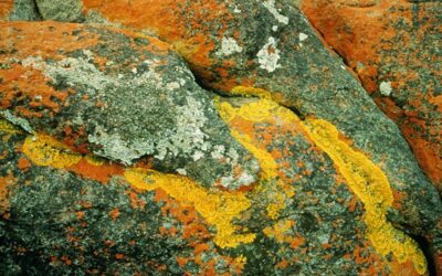 como pueden los liquenes vivir en las rocas