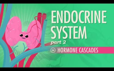 como saber si el desarrollo del sistema endocrino del embrion va bien observando el inicio de la produccion de hormonas 1