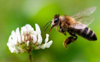 como saber si las abejas te estan atacando en la linea de fuego