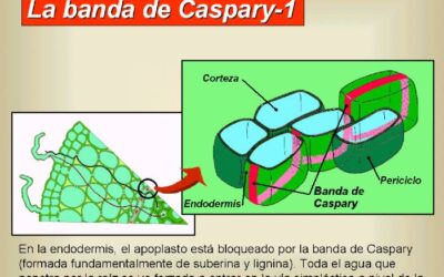 como saber si un embrion ha dejado de crecer buscando signos de estancamiento