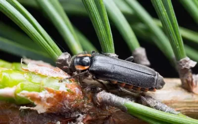 como saber si un insecto es beneficioso o perjudicial para tu jardin amigos y enemigos en miniatura