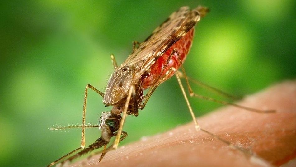 como saber si un insecto es venenoso peligro en pequenas dosis