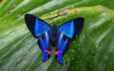 como saber si una mariposa es macho o hembra distinguiedo el genero