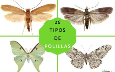 como saber si una mariposa es nocturna o diurna las diferencias en el reino de las alas