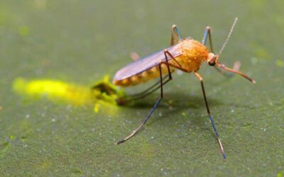 como se adaptan los insectos al cambio climatico cambiando con el clima