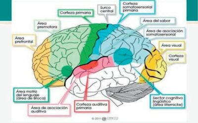 como se forma el cerebro en el embrion el organo del pensamiento